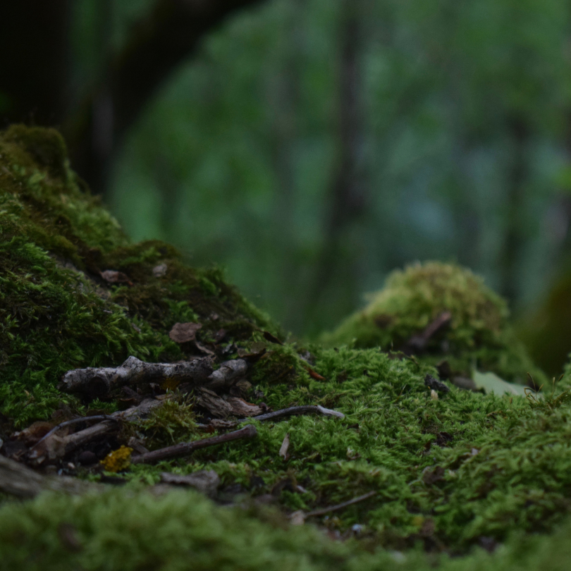 Access The Earth’s Subtle Natural Healing Energy