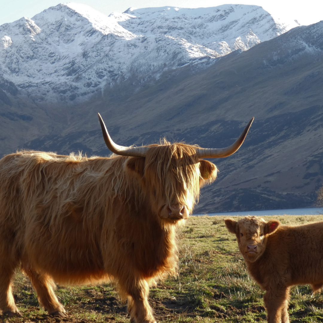 A beautiful brown highland cow grazing in the mountains. There is snow on the mountains.