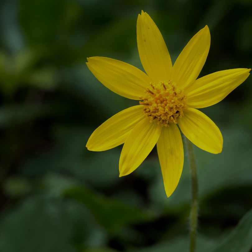 Arnica Flower